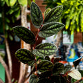 Watermelon Vine | Polynesian Ivy | Pellonia Pulchra