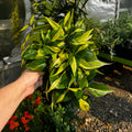 Heartleaf Philodendron | 4" Philodendron Hederaceum 'Brasil'
