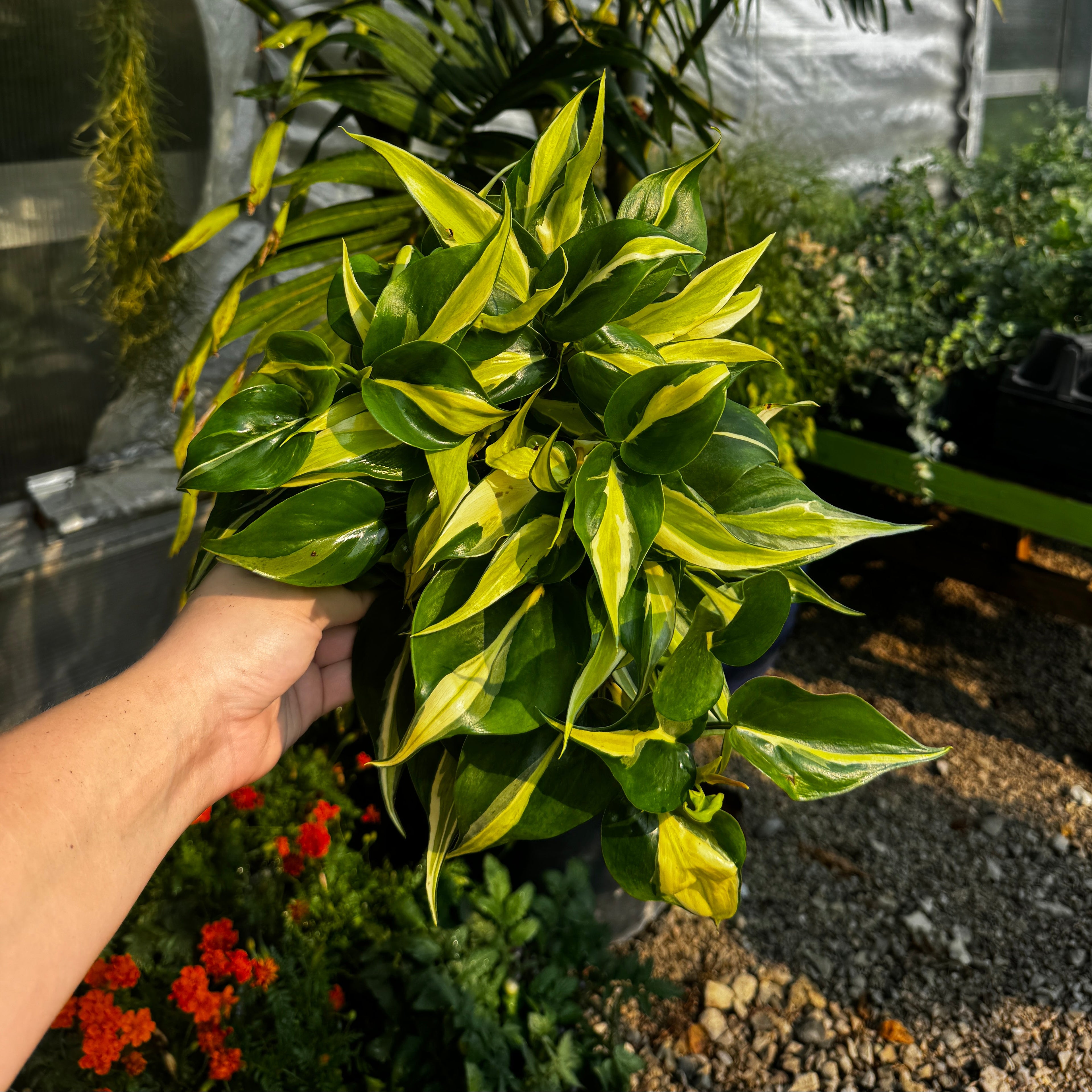 Heartleaf Philodendron | 4" Philodendron Hederaceum 'Brasil'