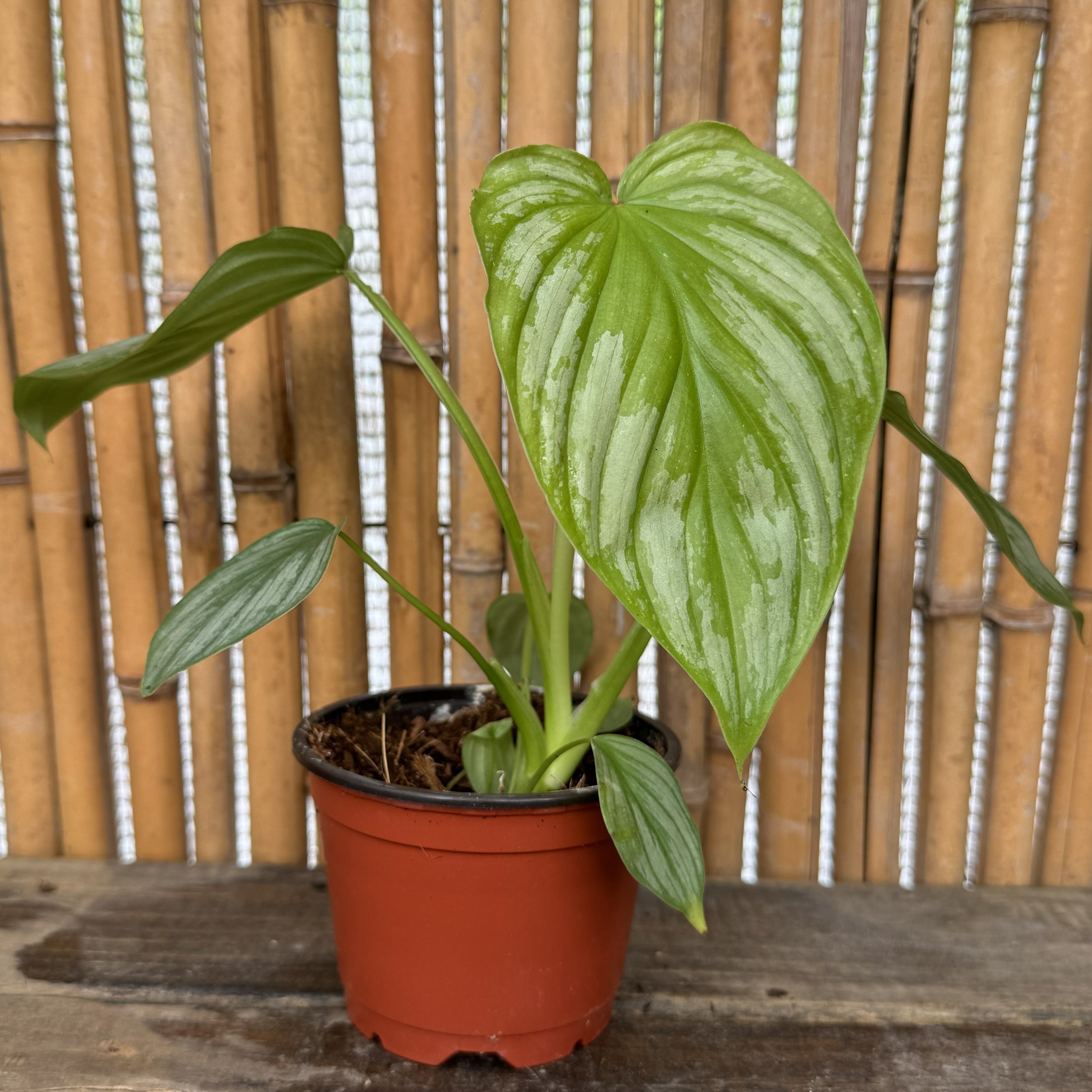 Philodendron 'Mamei'