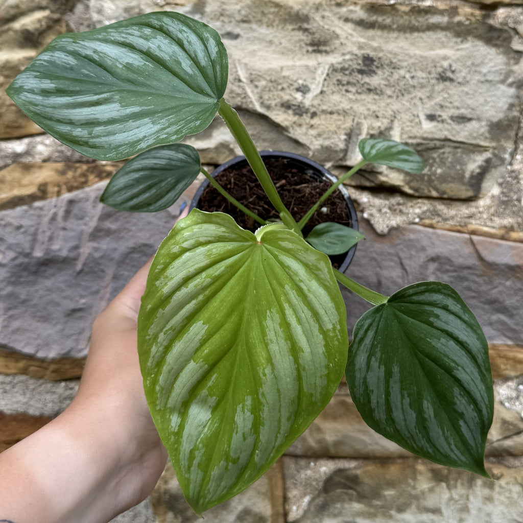 Philodendron 'Mamei'