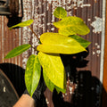 Philodendron Painted Lady | Philodendron erubescens 'Painted Lady' 4"