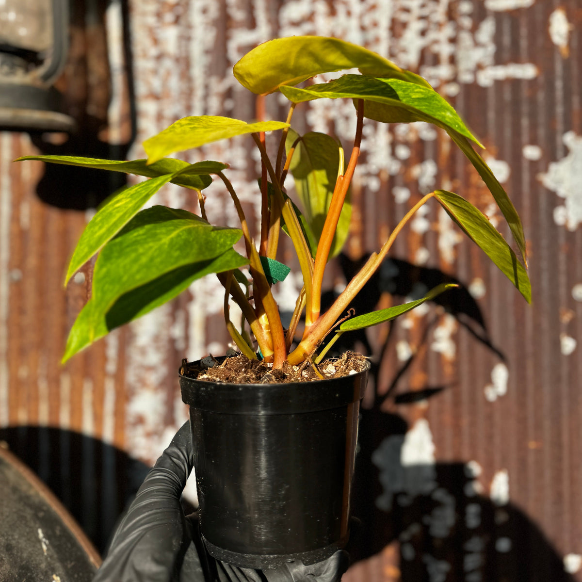 Philodendron Painted Lady | Philodendron erubescens 'Painted Lady' 4"