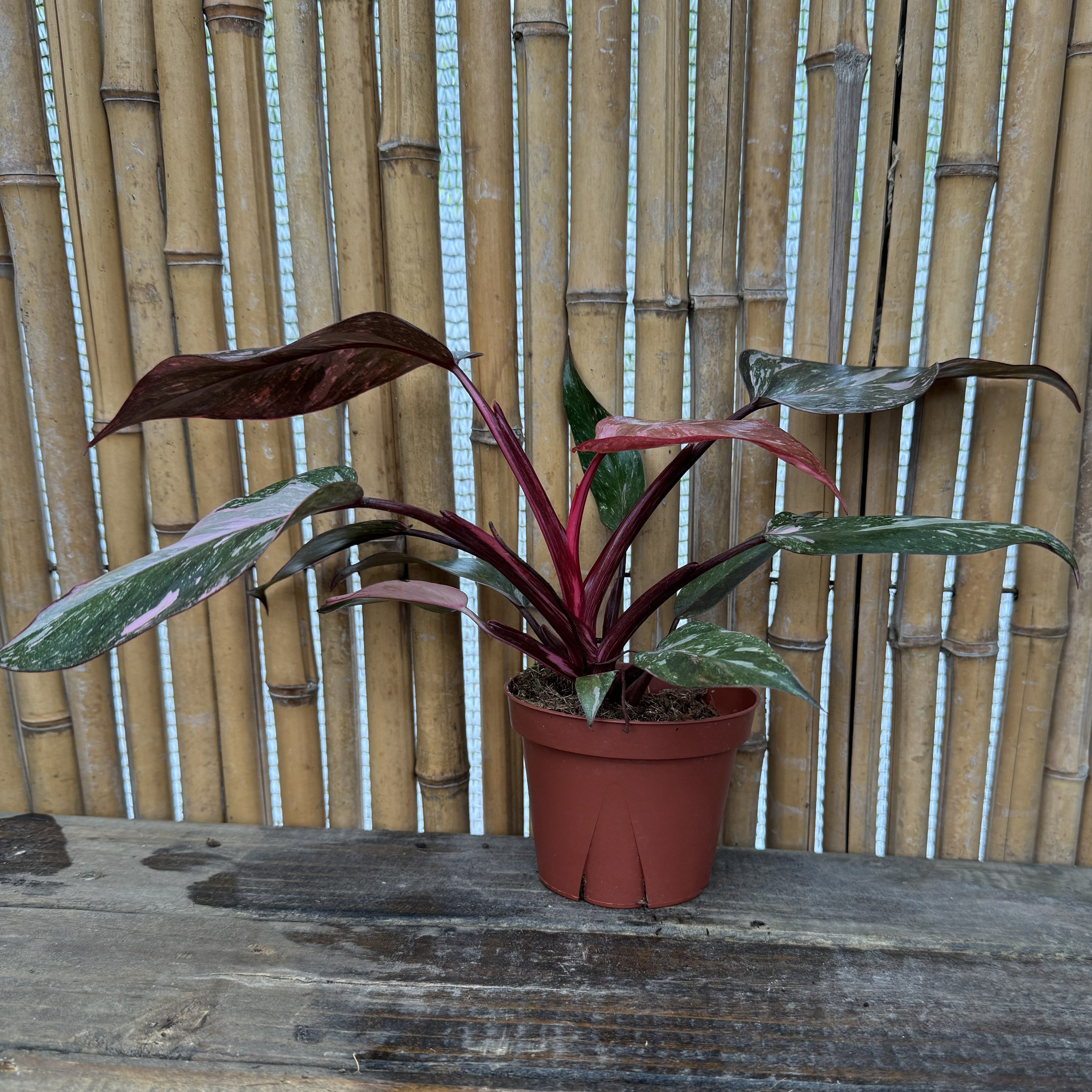 Philodendron 'Pink Naomi' – The Groovy Plants Ranch LLC