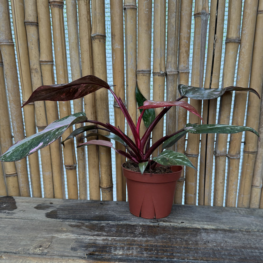 Philodendron 'Pink Naomi'