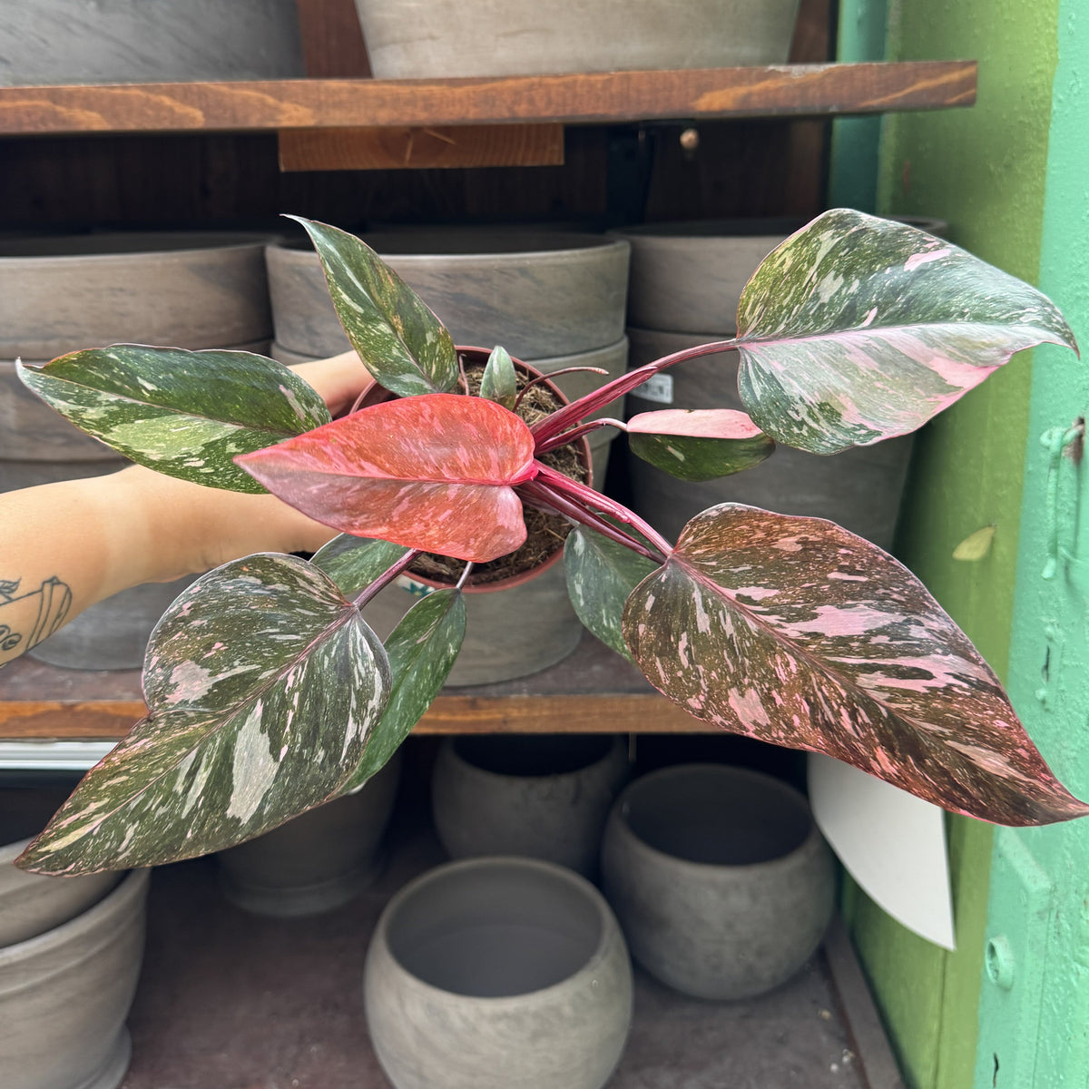 Philodendron 'Pink Naomi'