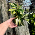 Heartleaf Philodendron | 4" Philodendron Hederaceum 'Silver Stripe'
