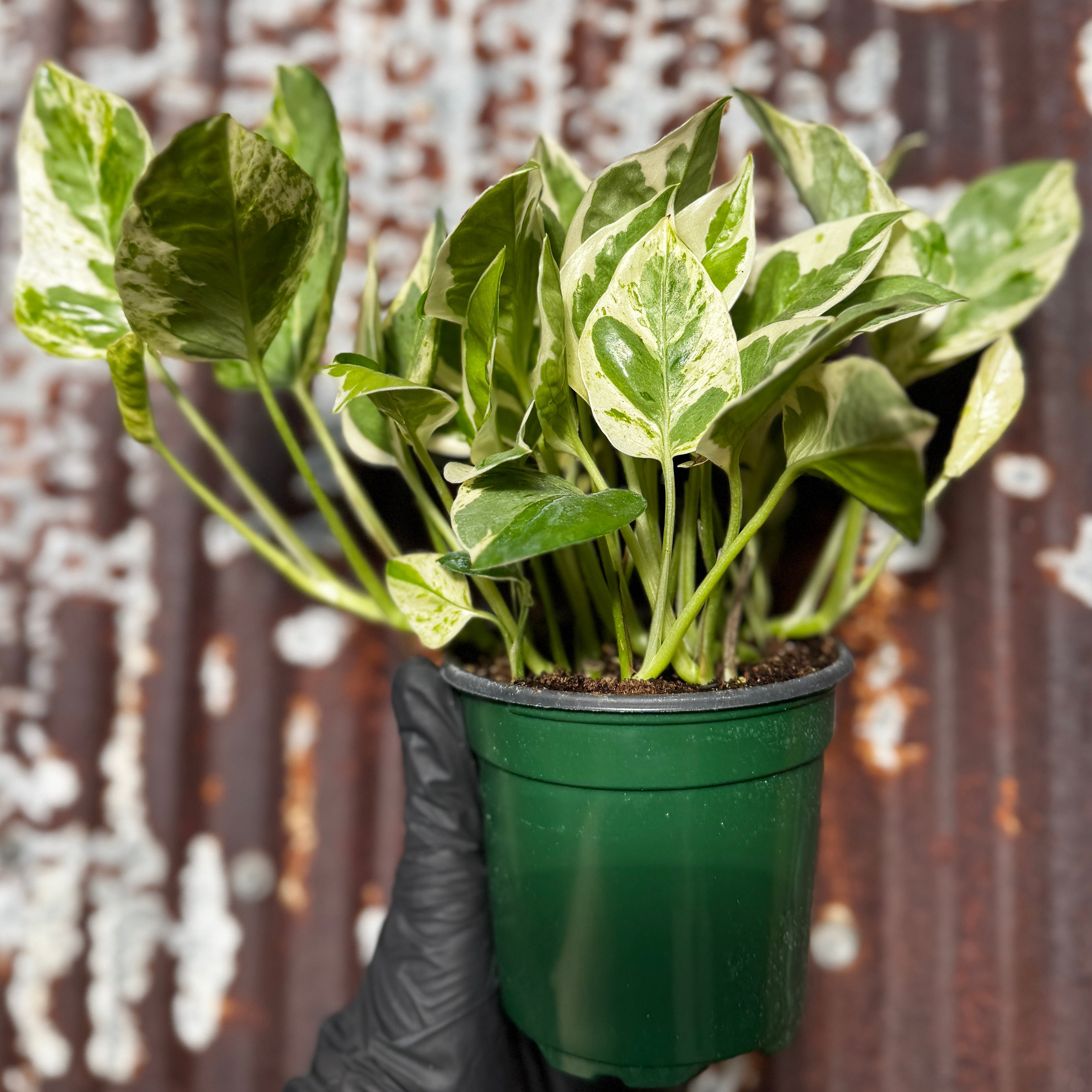 N'joy Pothos | Epipremnum aureum 'N'joy'