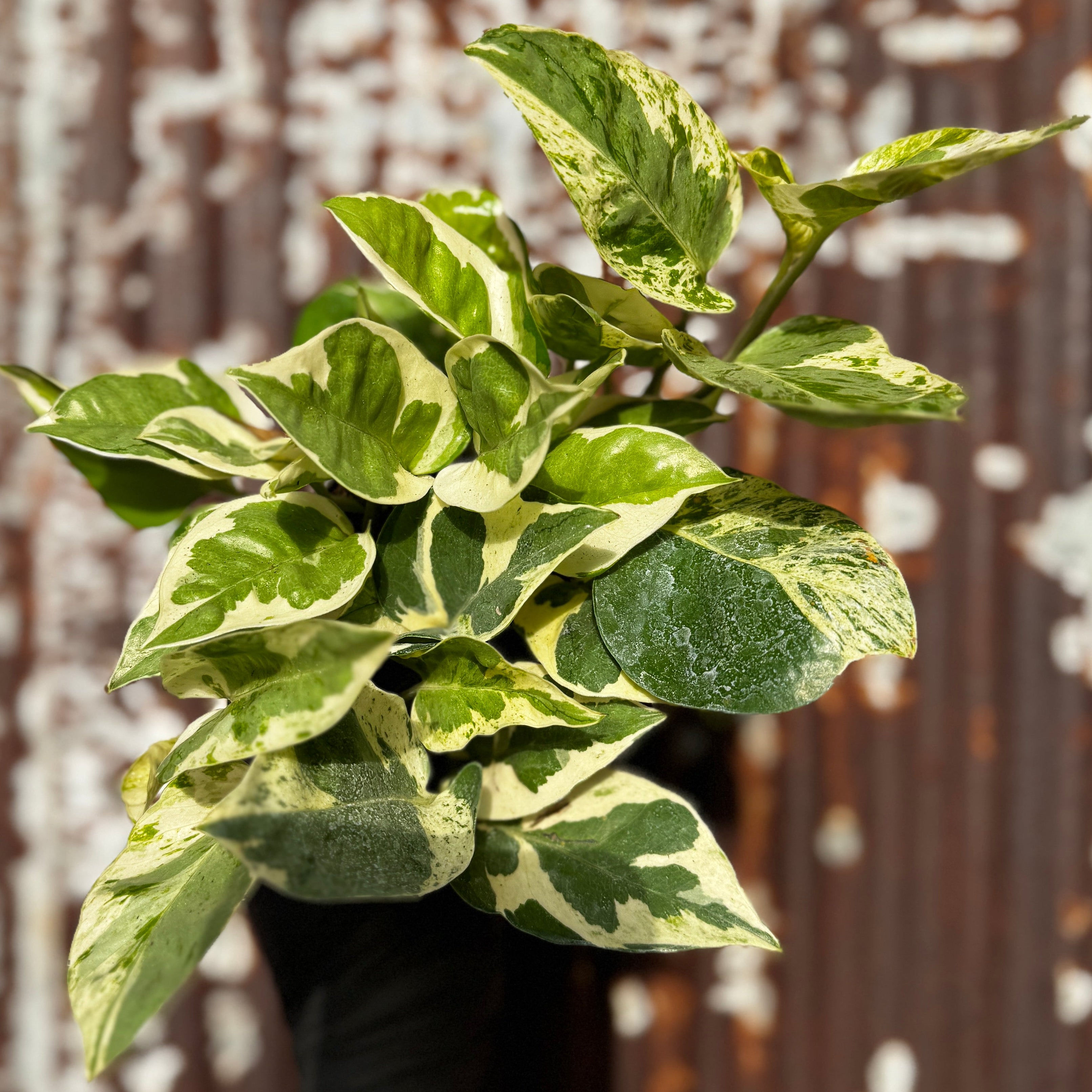 N'joy Pothos | Epipremnum aureum 'N'joy'