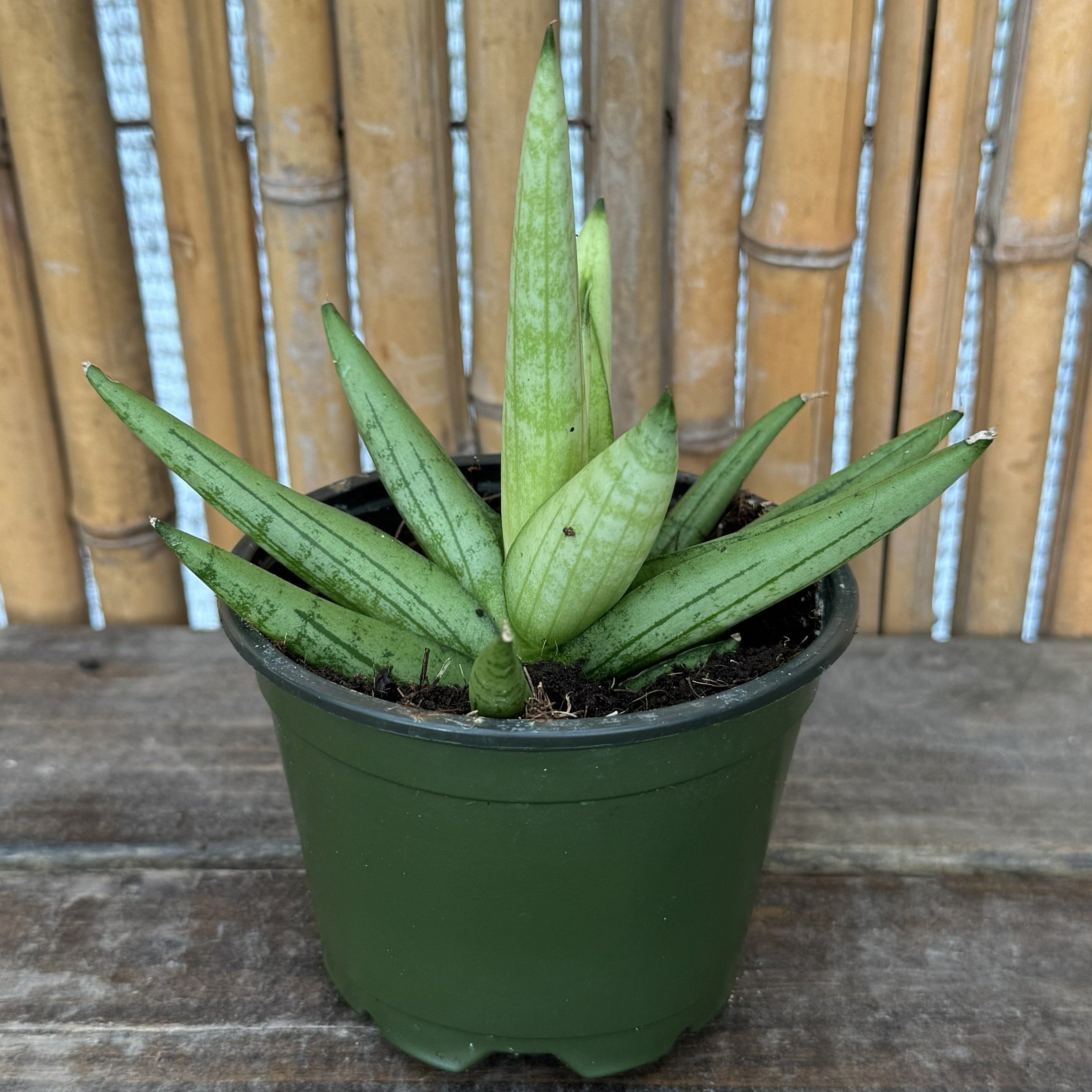 Snake Plant | Sansevieria 'Golden Child'