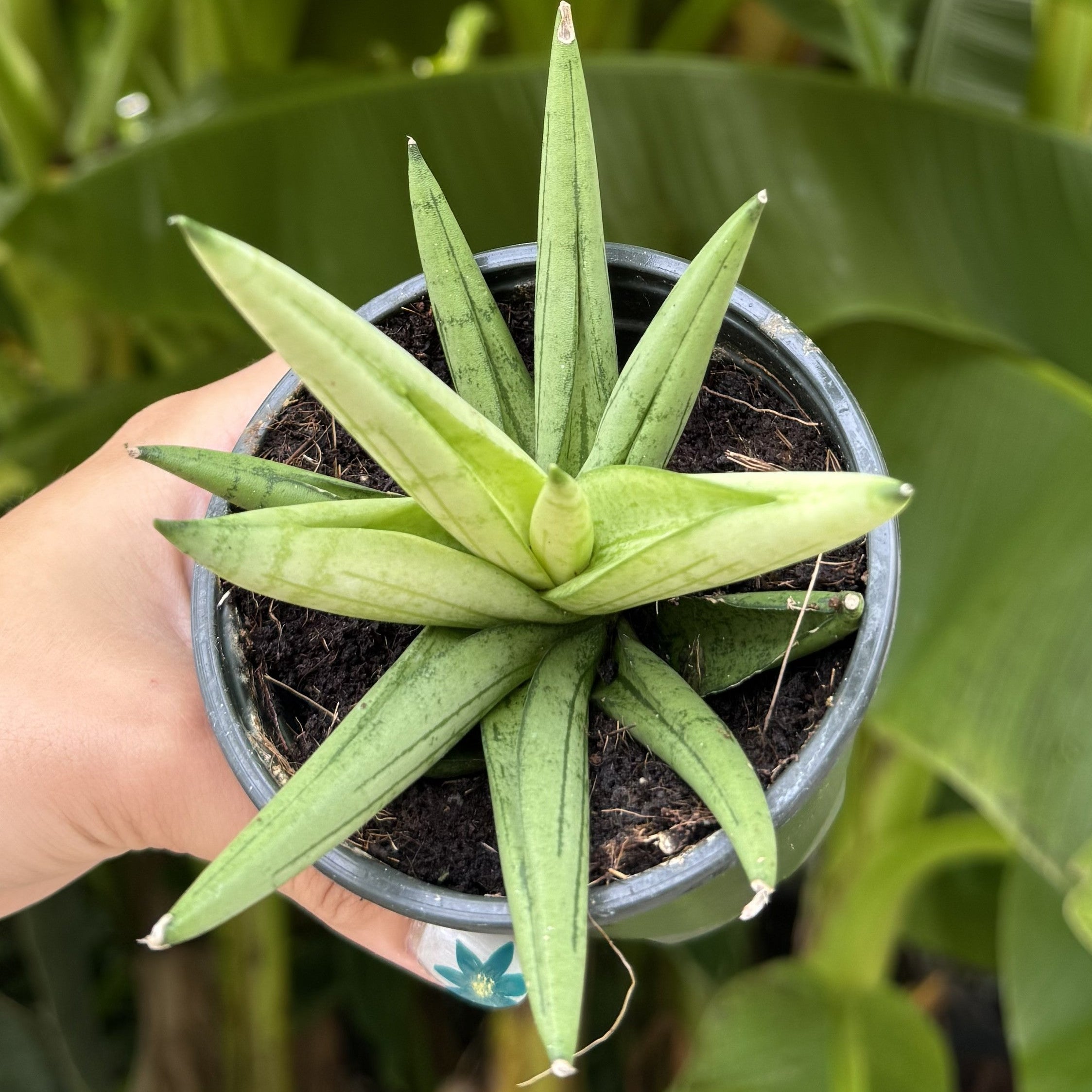 Snake Plant | Sansevieria 'Golden Child'