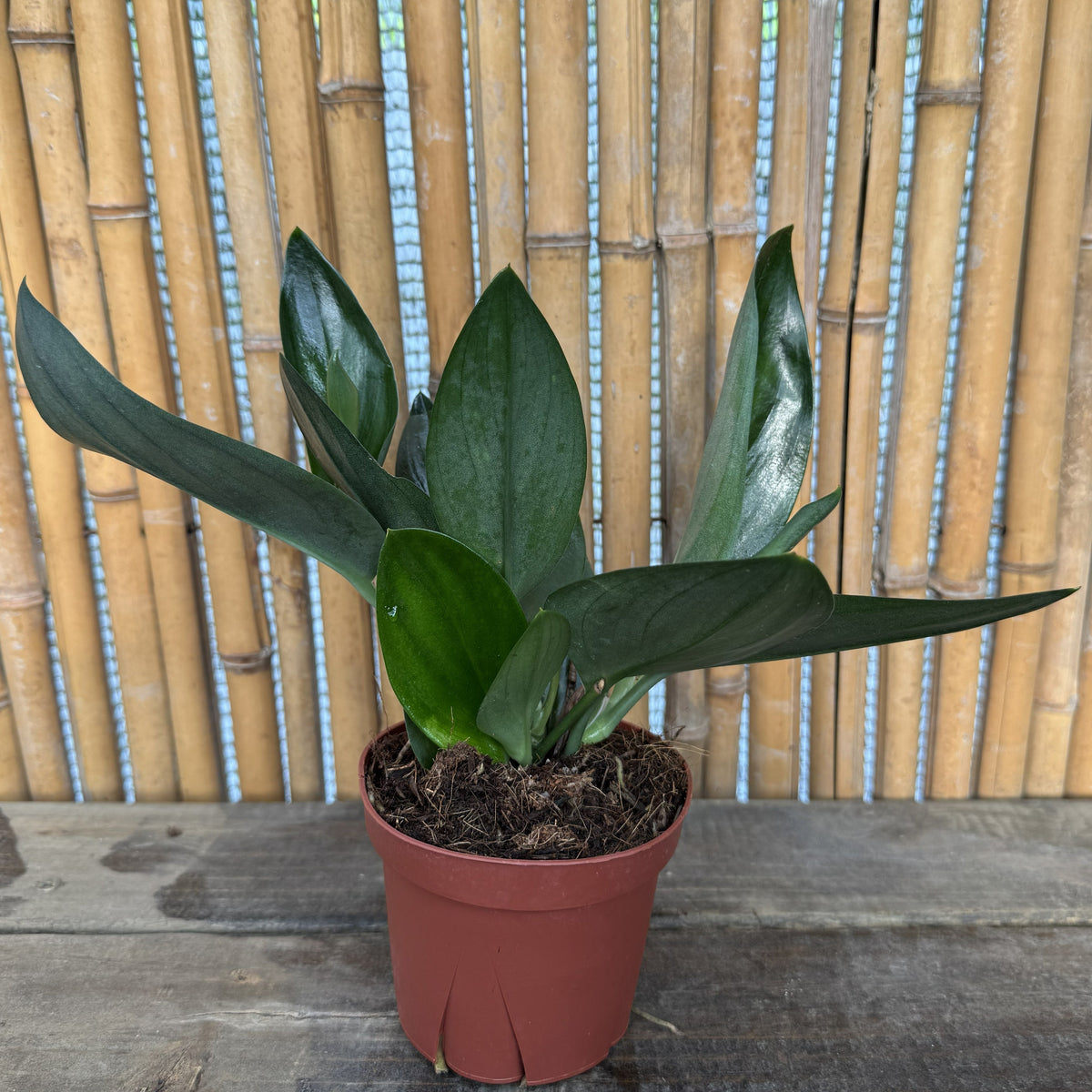 Scindapsus trebuii 'Dark Form'