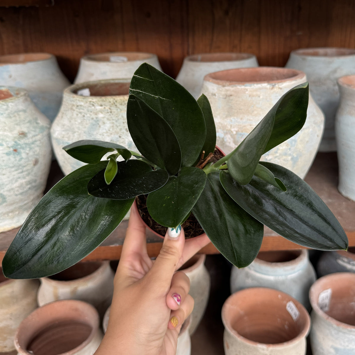 Scindapsus trebuii 'Dark Form'