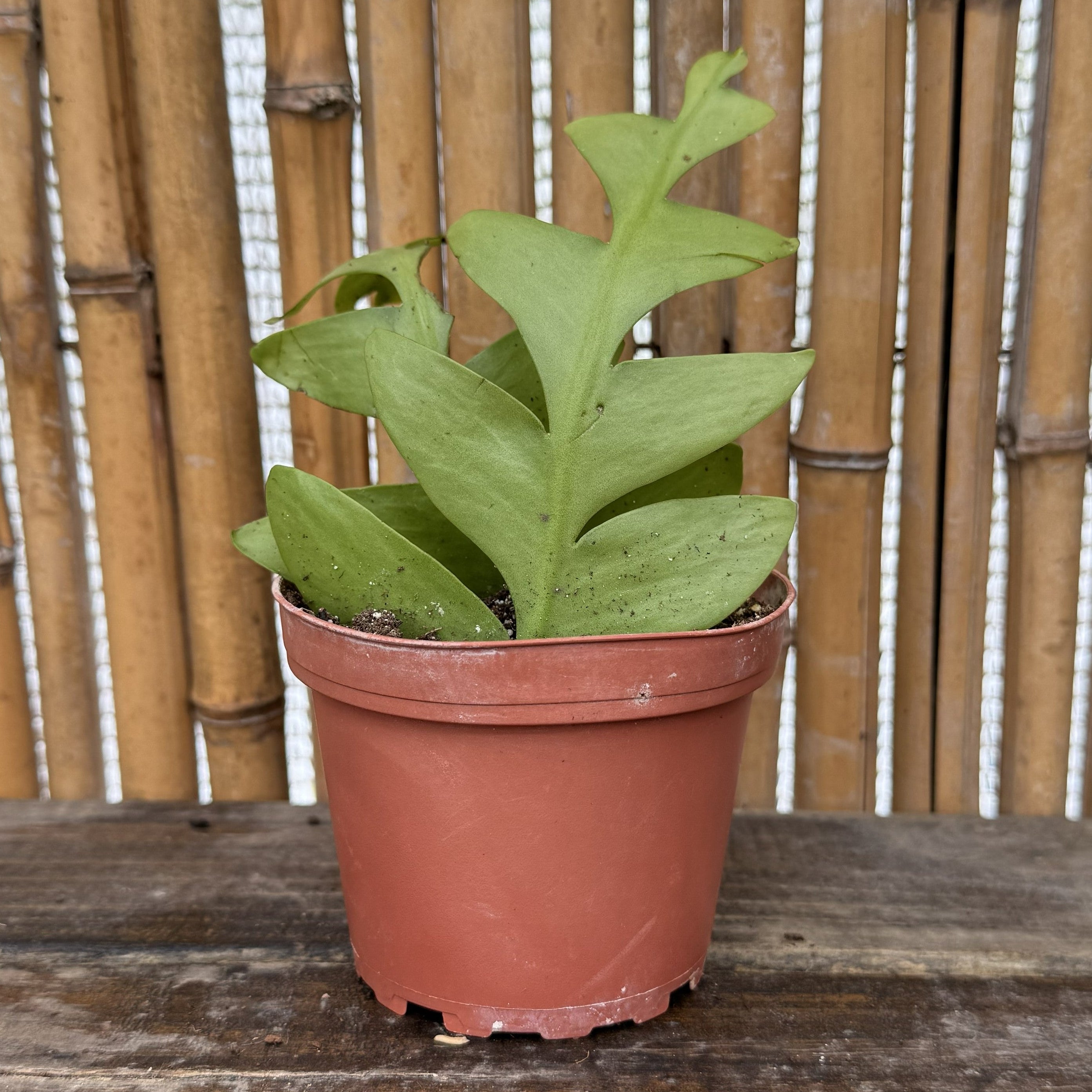 Fern Leaf Cactus | 4" Selenicereus chrysocardium