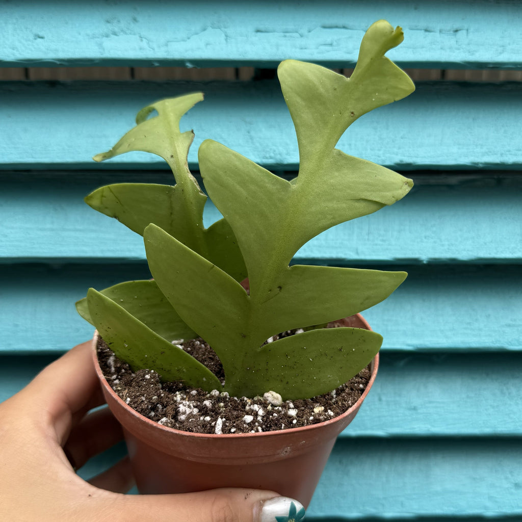 Fern Leaf Cactus | 4" Selenicereus chrysocardium
