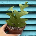 Fern Leaf Cactus | 4" Selenicereus chrysocardium