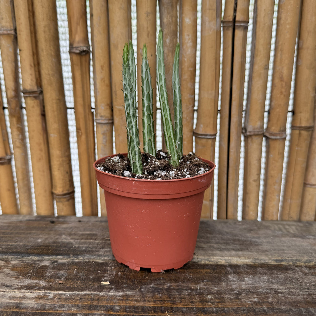 Pickle Plant | 4" Senecio stapeliiformis