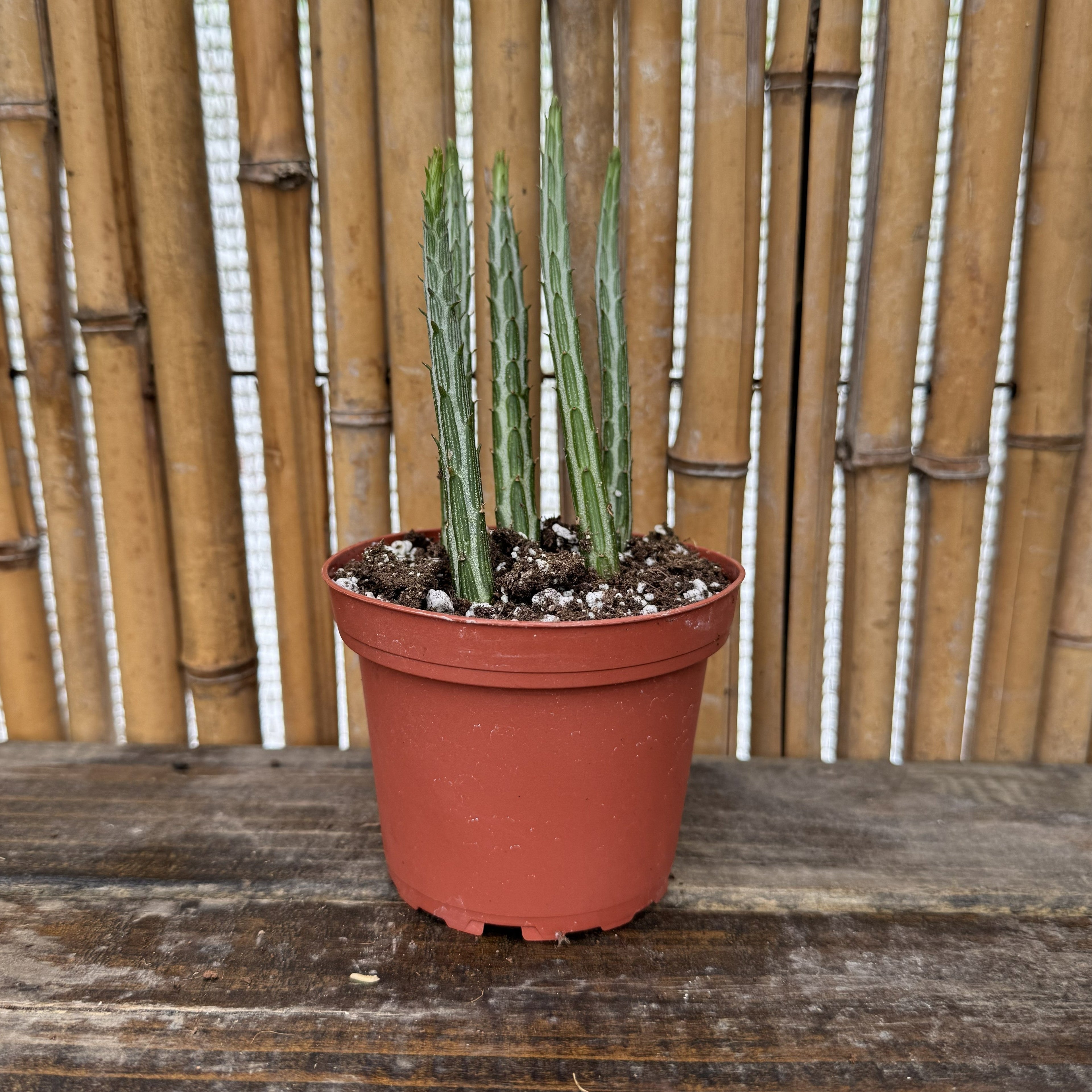 Pickle Plant | 4" Senecio stapeliiformis
