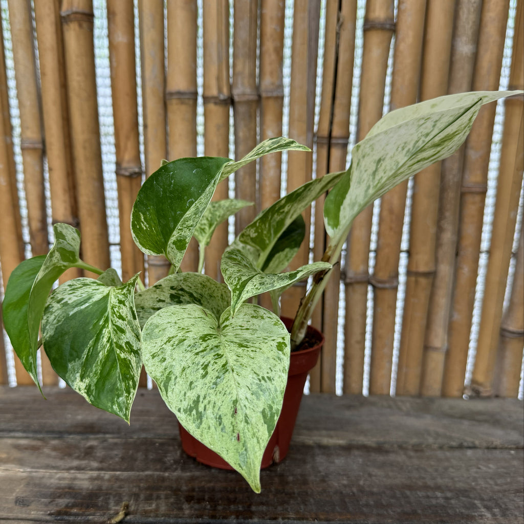Snow Queen Pothos | 4" Epipremnum aureum 'Snow Queen'