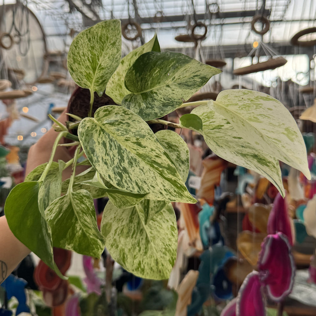 Snow Queen Pothos | 4" Epipremnum aureum 'Snow Queen'