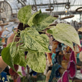 Snow Queen Pothos | 4" Epipremnum aureum 'Snow Queen'