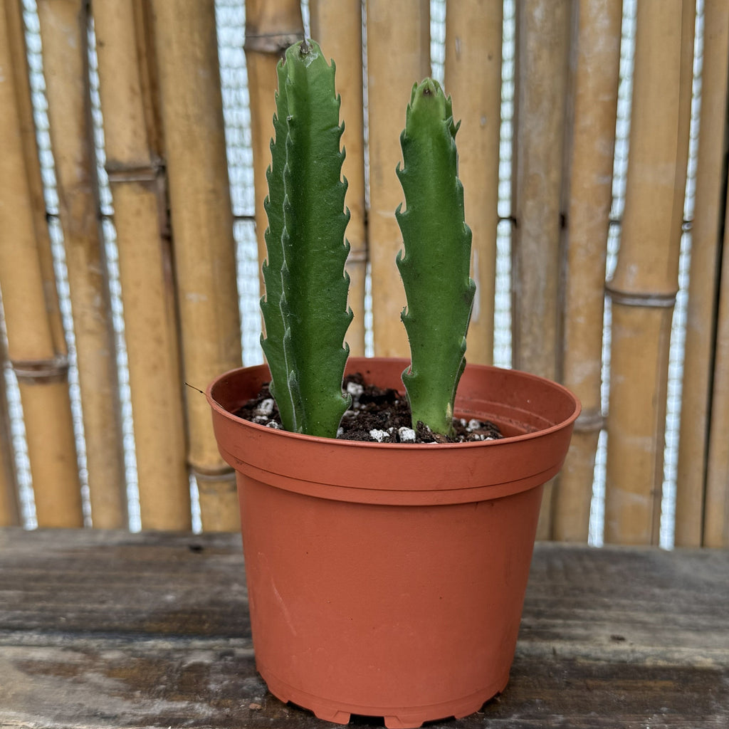 Giant Zulu Flower | Corpse Flower | Stapelia Gigantea