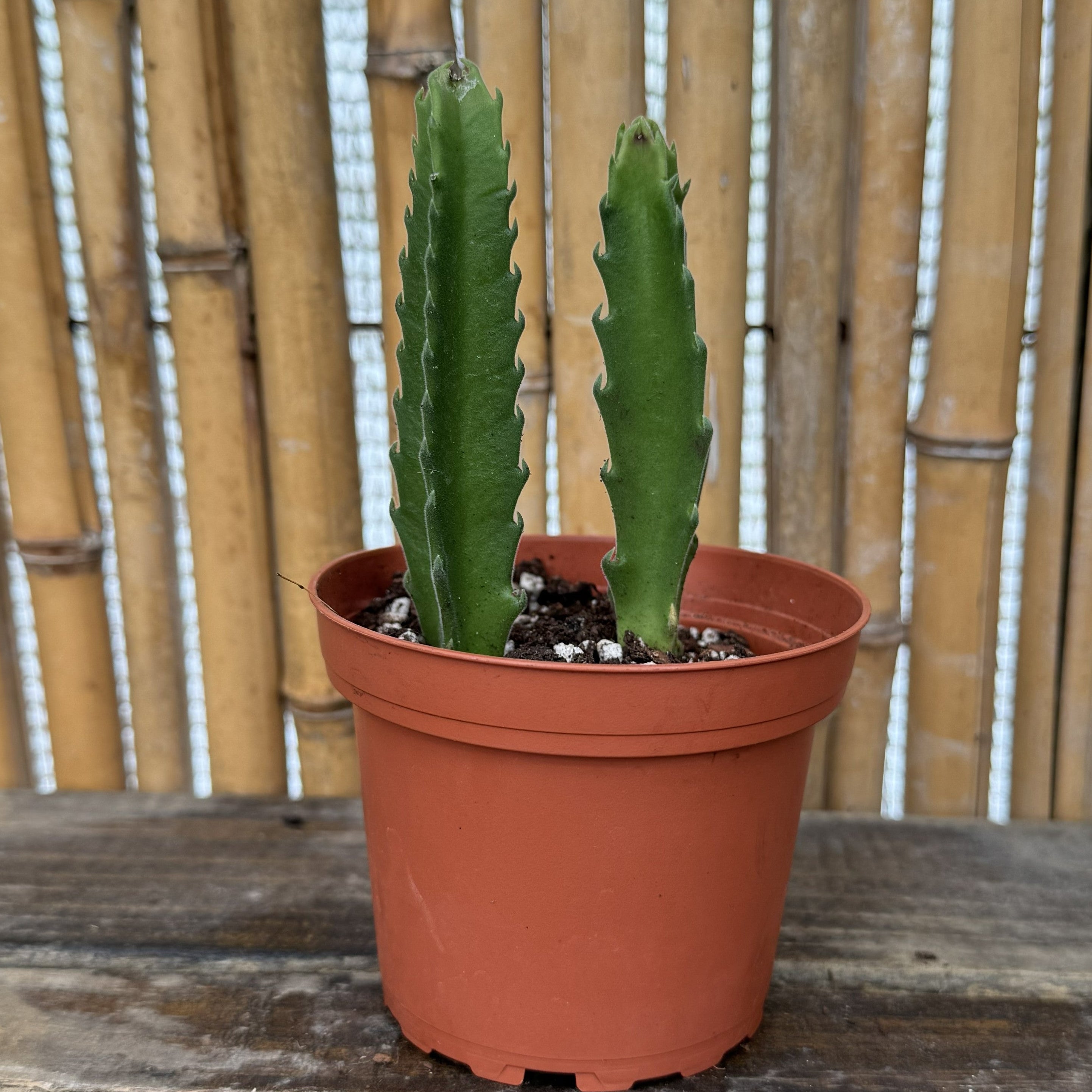 Giant Zulu Flower | Corpse Flower | Stapelia Gigantea