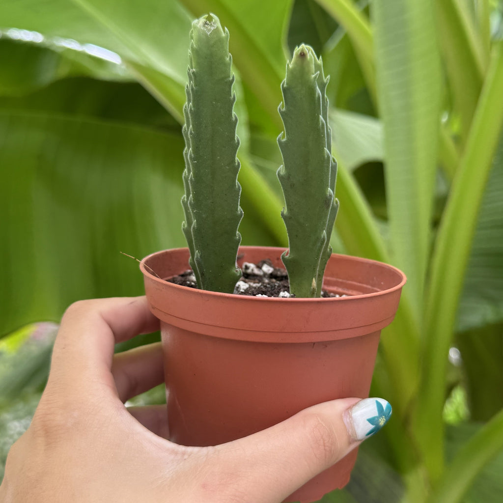 Giant Zulu Flower | Corpse Flower | Stapelia Gigantea