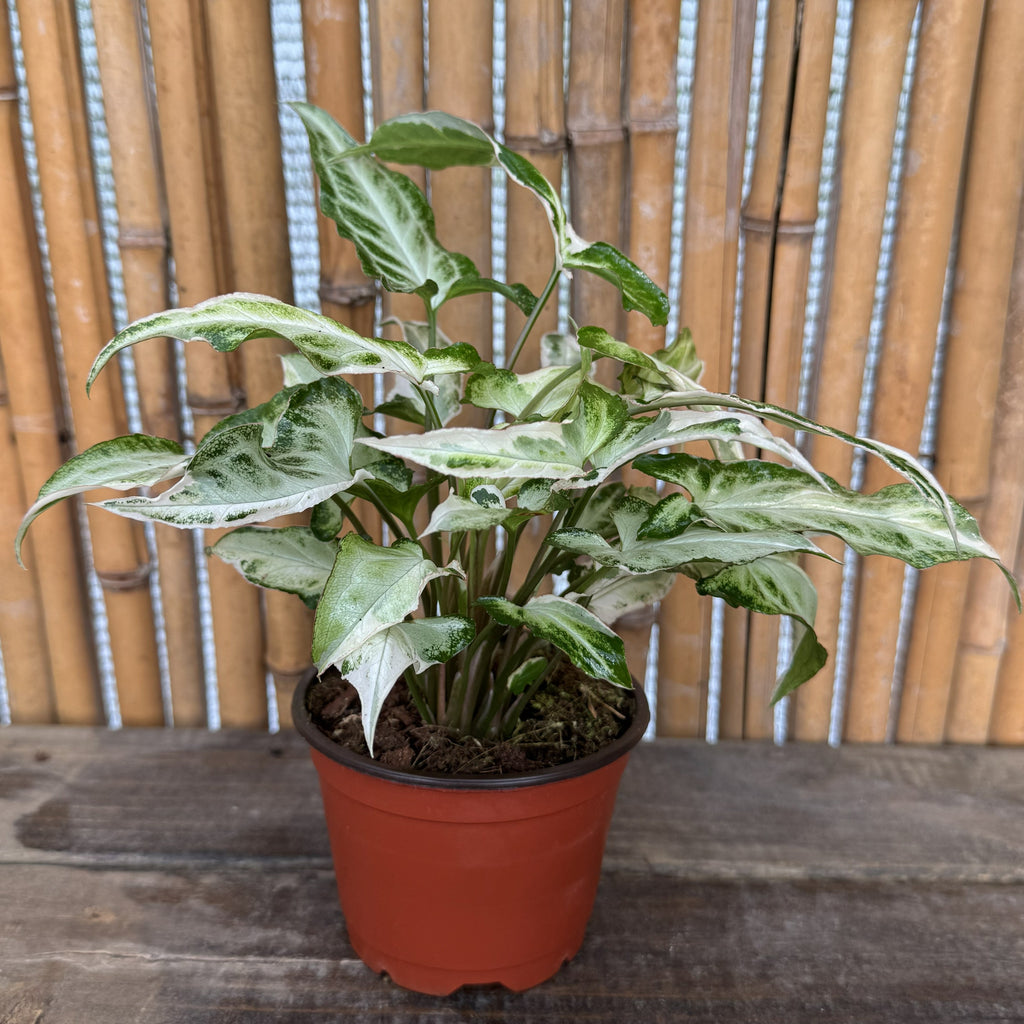 Syngonium 'Starlite'