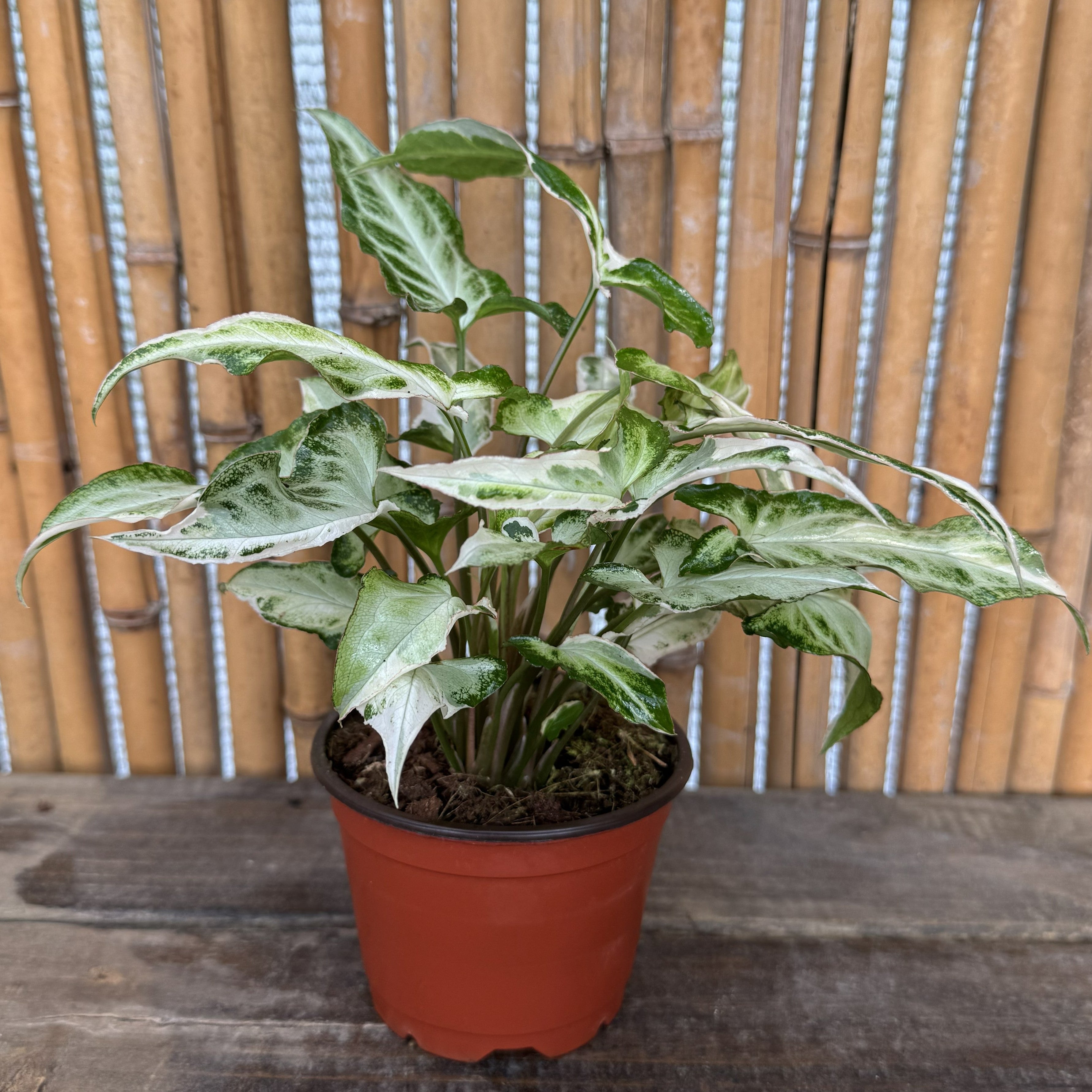 Syngonium 'Starlite'