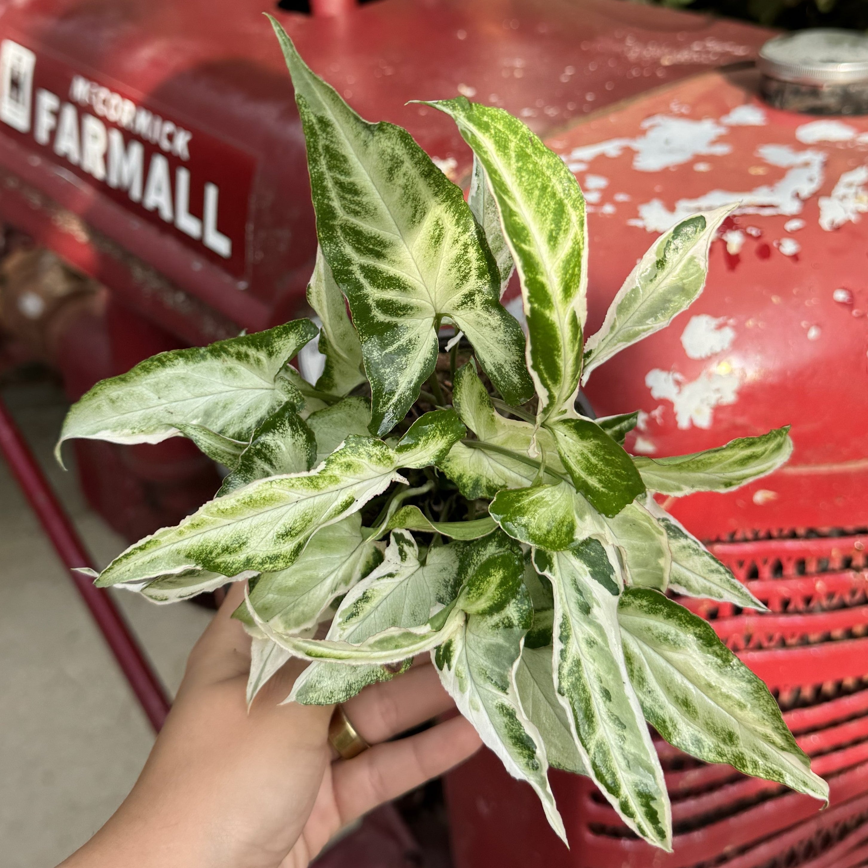 Syngonium 'Starlite'