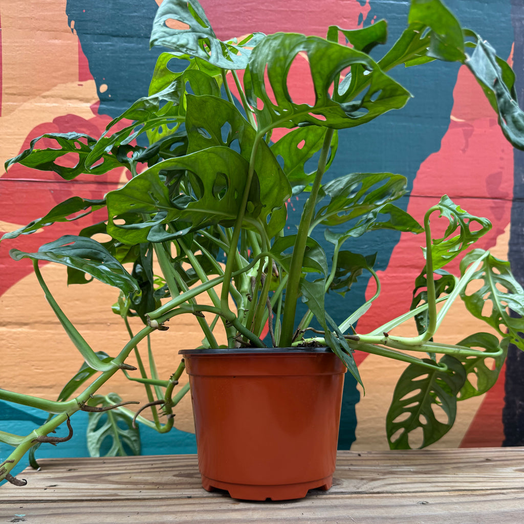 Swiss Cheese Plant | 6" Monstera Adansonii