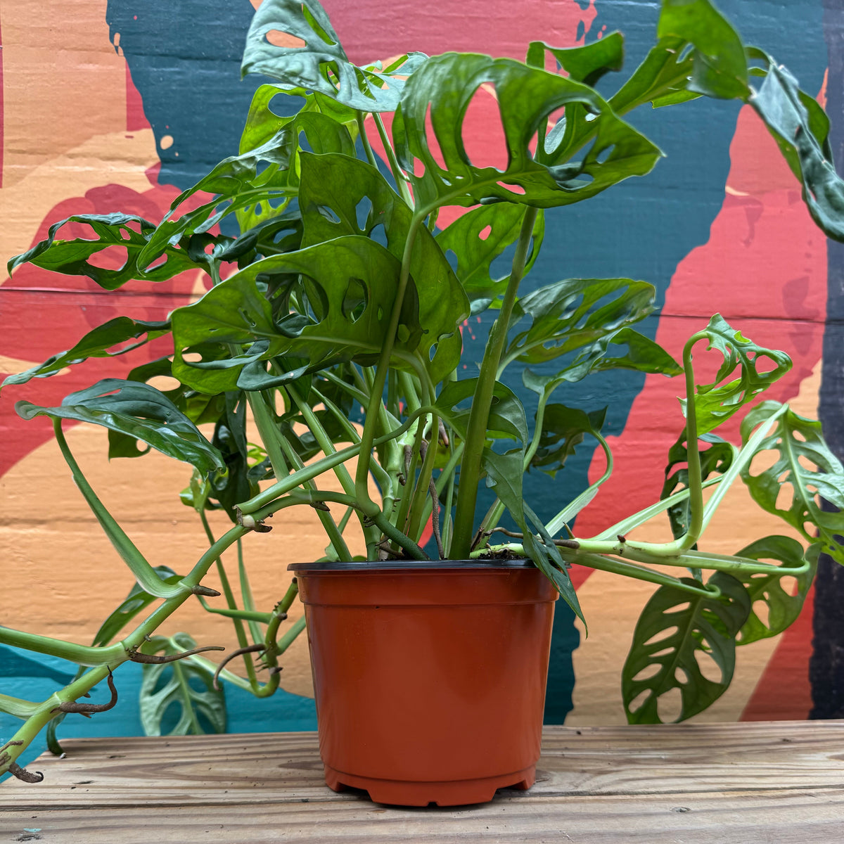 Swiss Cheese Plant | 6" Monstera Adansonii