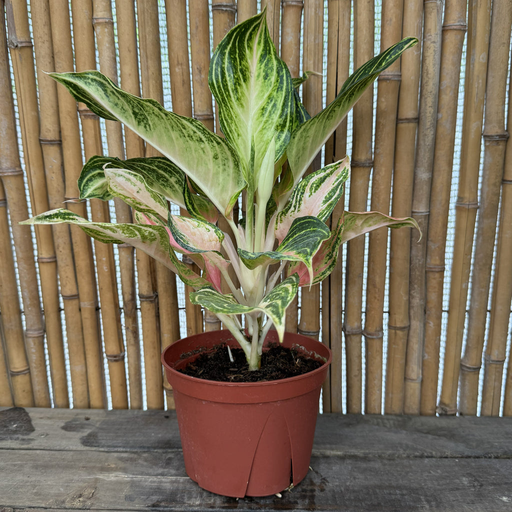 Chinese Evergreen | 6" Aglaonema 'Pink Panama'