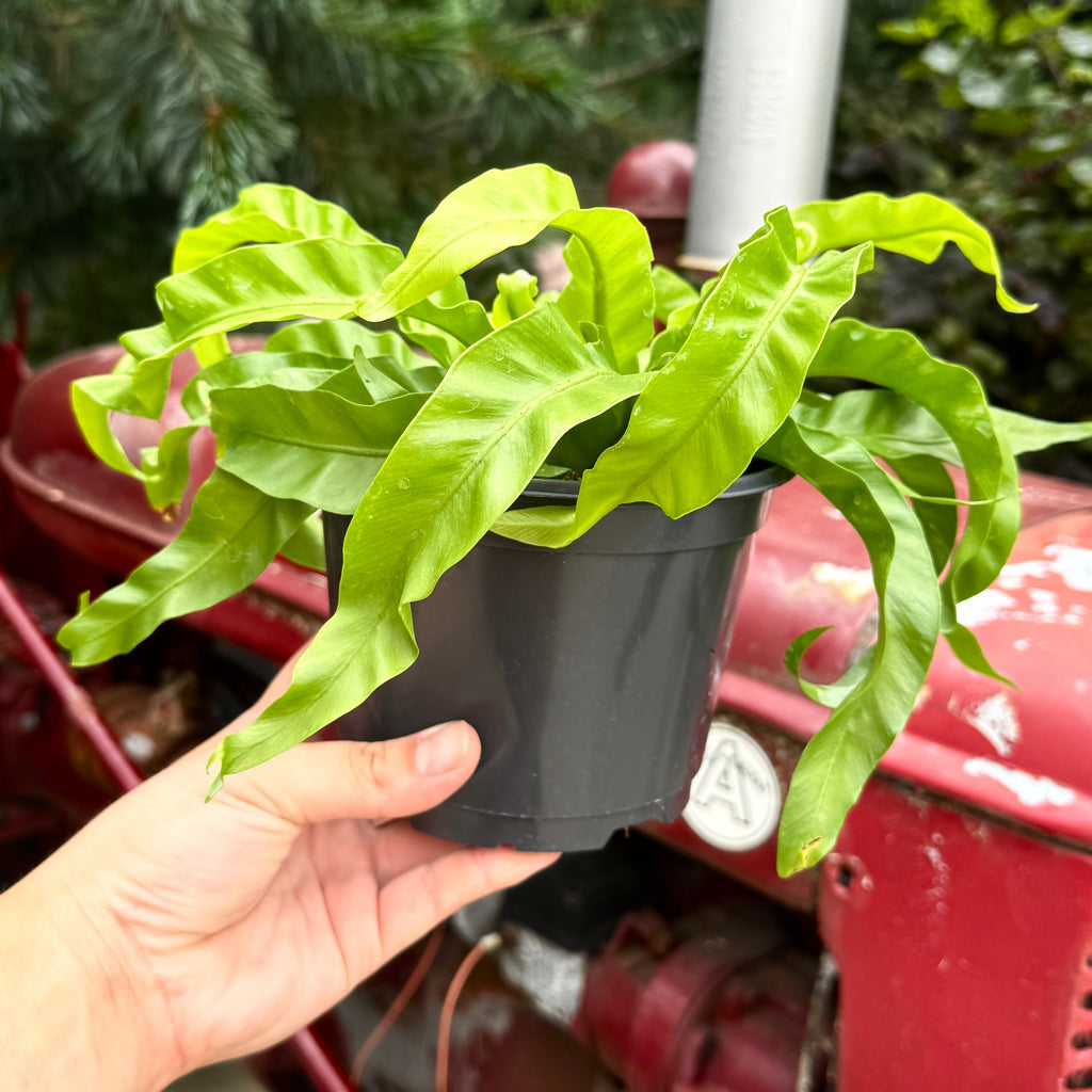 Twisted Birdsnest Fern | 6" Asplenium antiquum 'Hurricane'