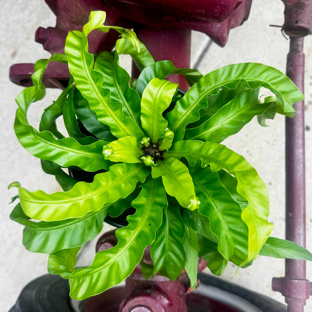 Twisted Birdsnest Fern | 6" Asplenium antiquum 'Hurricane'