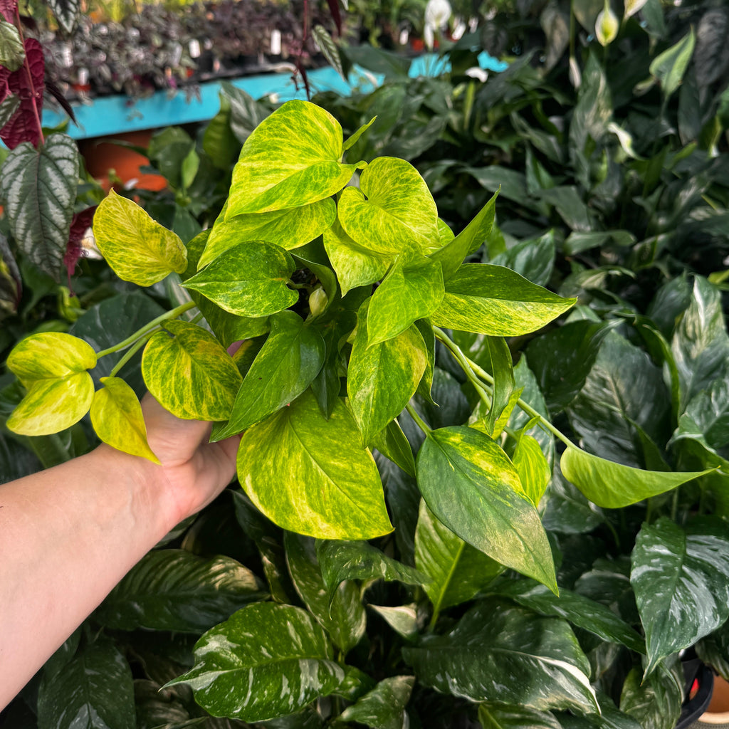 4" Neon Queen Pothos | Epipremnum aureum 'Neon Queen'