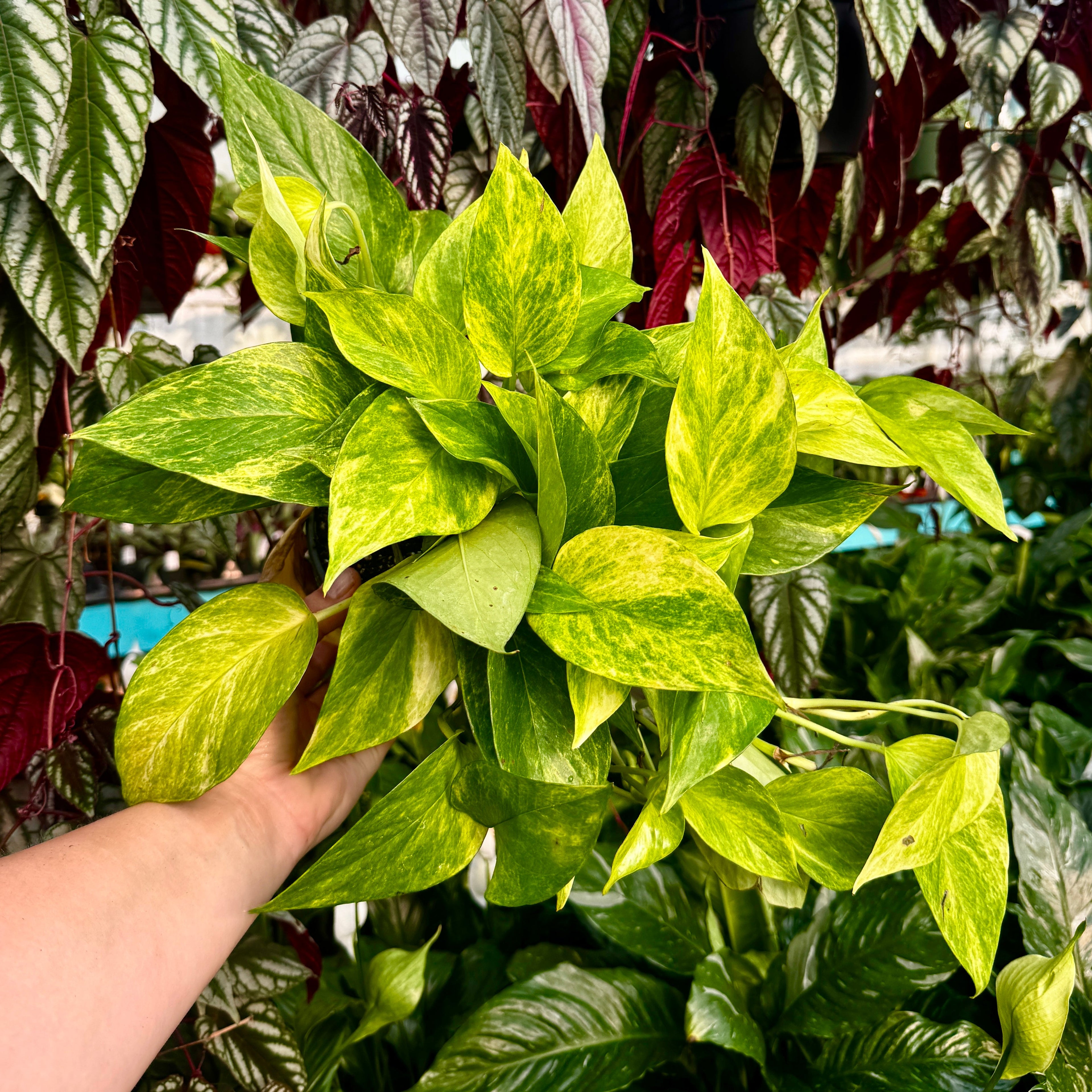 6" Neon Queen Pothos | Epipremnum aureum 'Neon Queen'