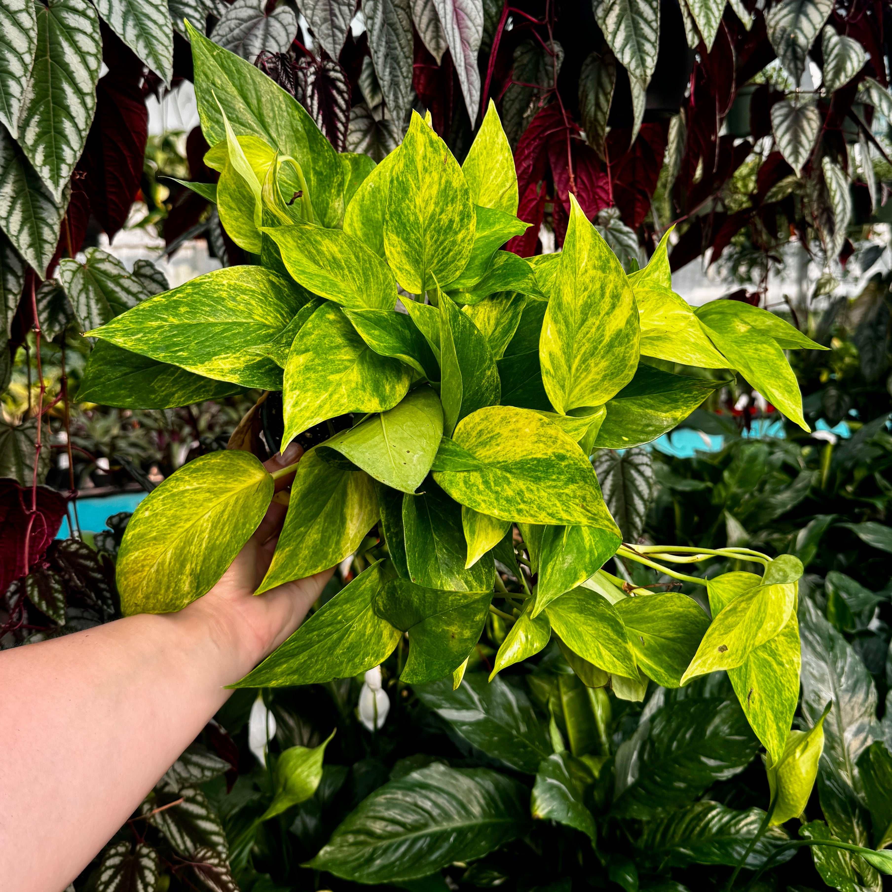 6" Neon Queen Pothos | Epipremnum aureum 'Neon Queen'