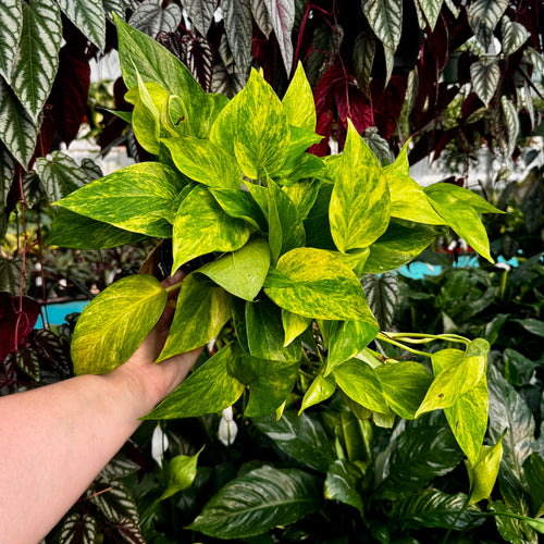6" Neon Queen Pothos | Epipremnum aureum 'Neon Queen'