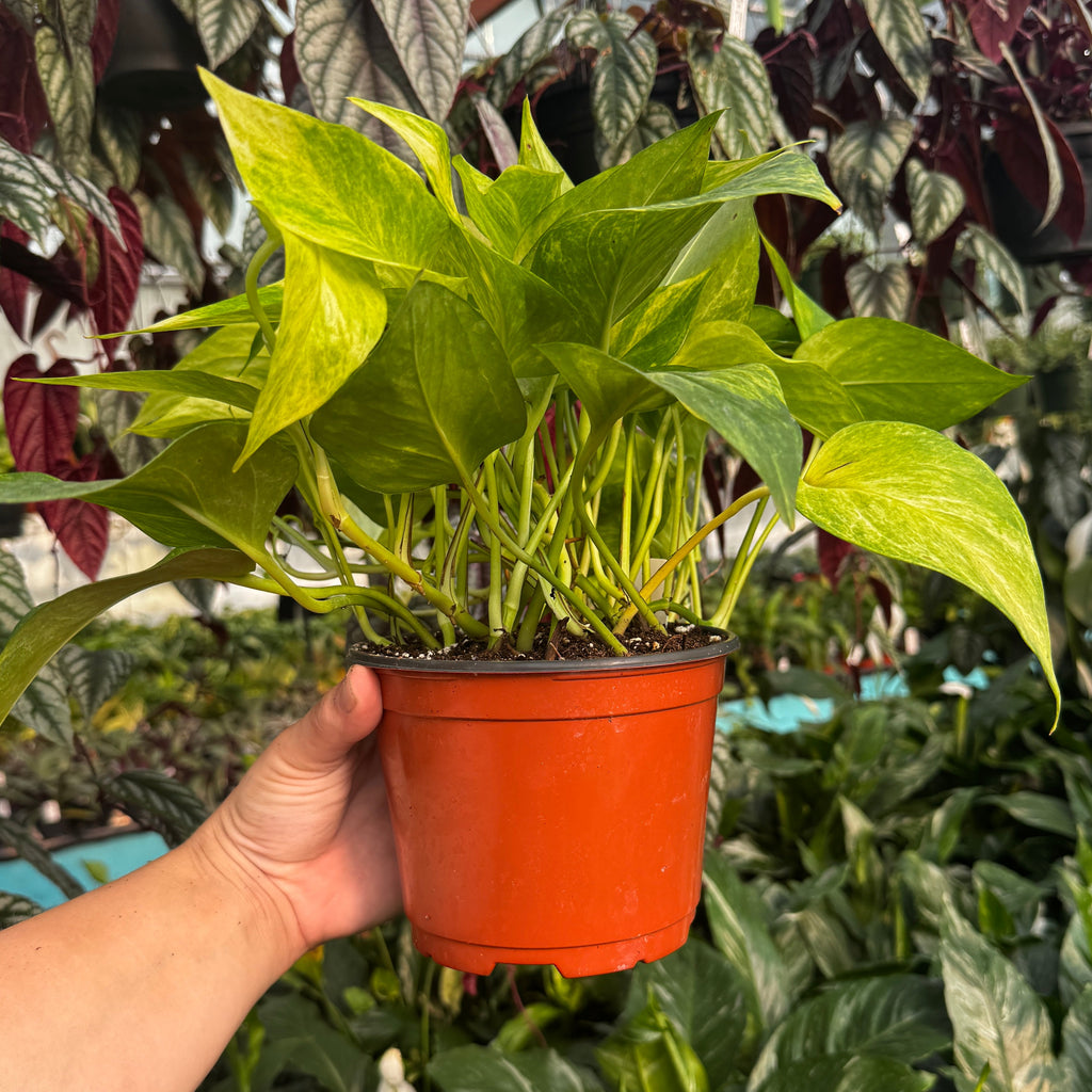 6" Neon Queen Pothos | Epipremnum aureum 'Neon Queen'