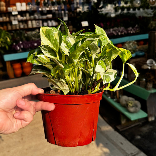 6" N'joy Pothos | Epipremnum aureum 'N'joy'