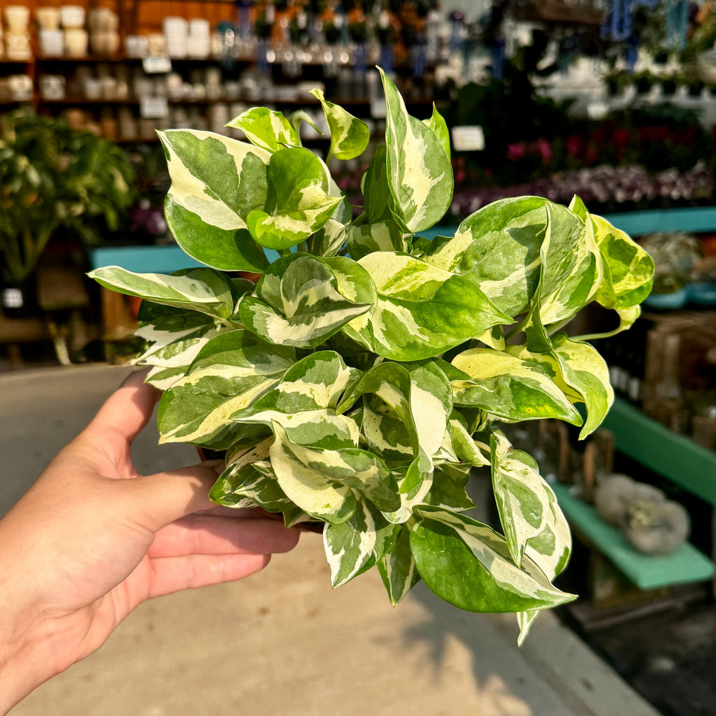 6" N'joy Pothos | Epipremnum aureum 'N'joy'