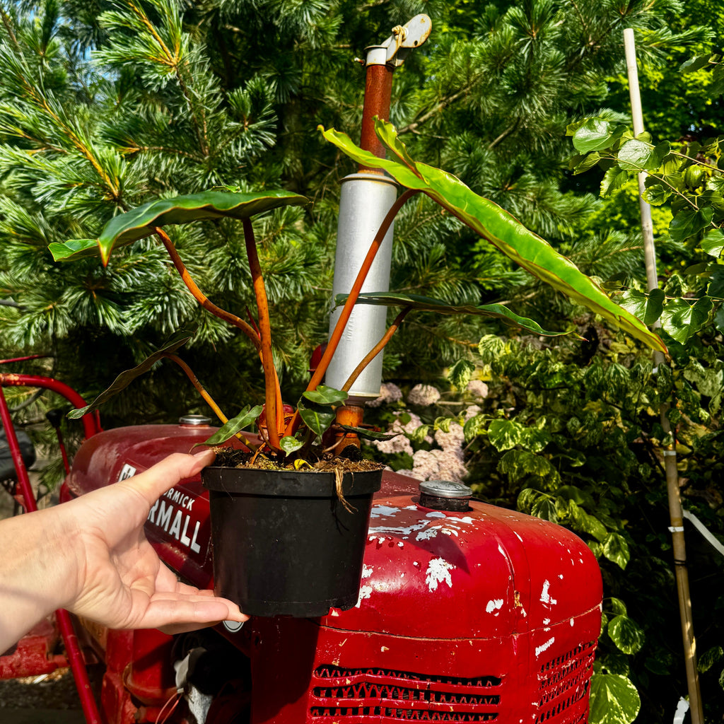 6" Philodendron Billie | Philodendron Billietiae