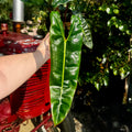 6" Philodendron Billie | Philodendron Billietiae