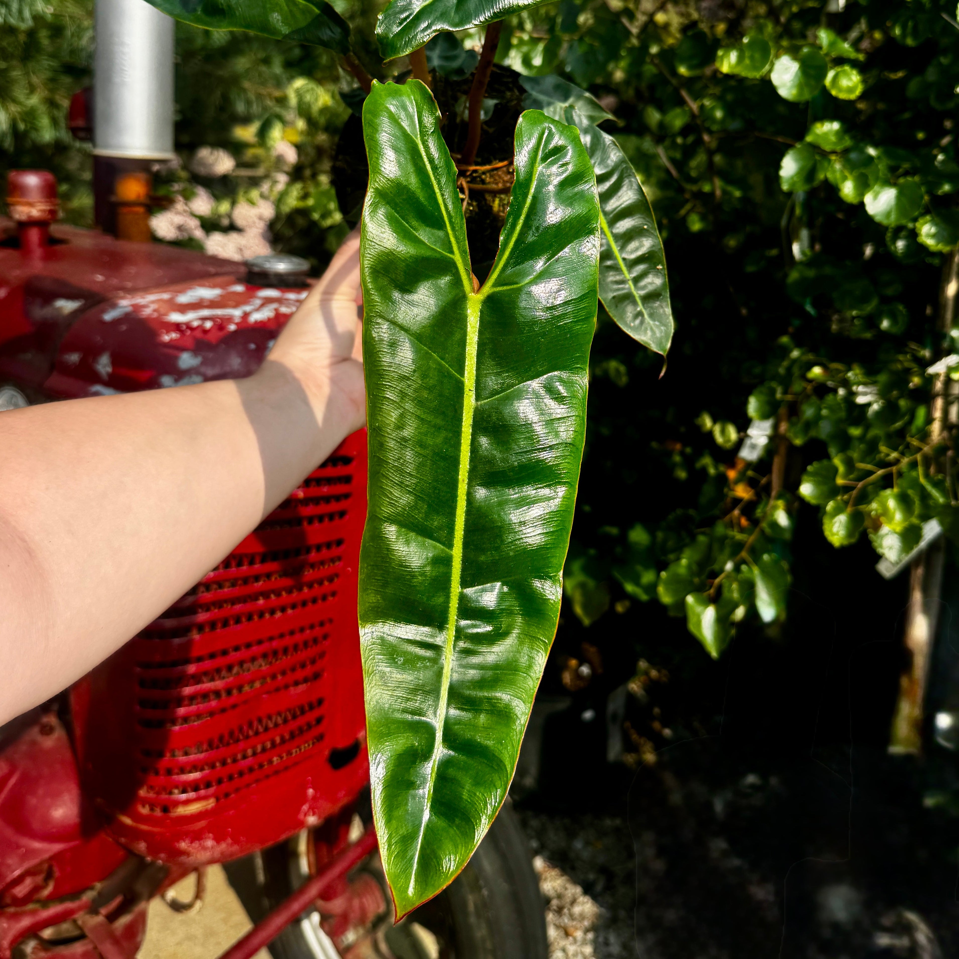 6" Philodendron Billie | Philodendron Billietiae