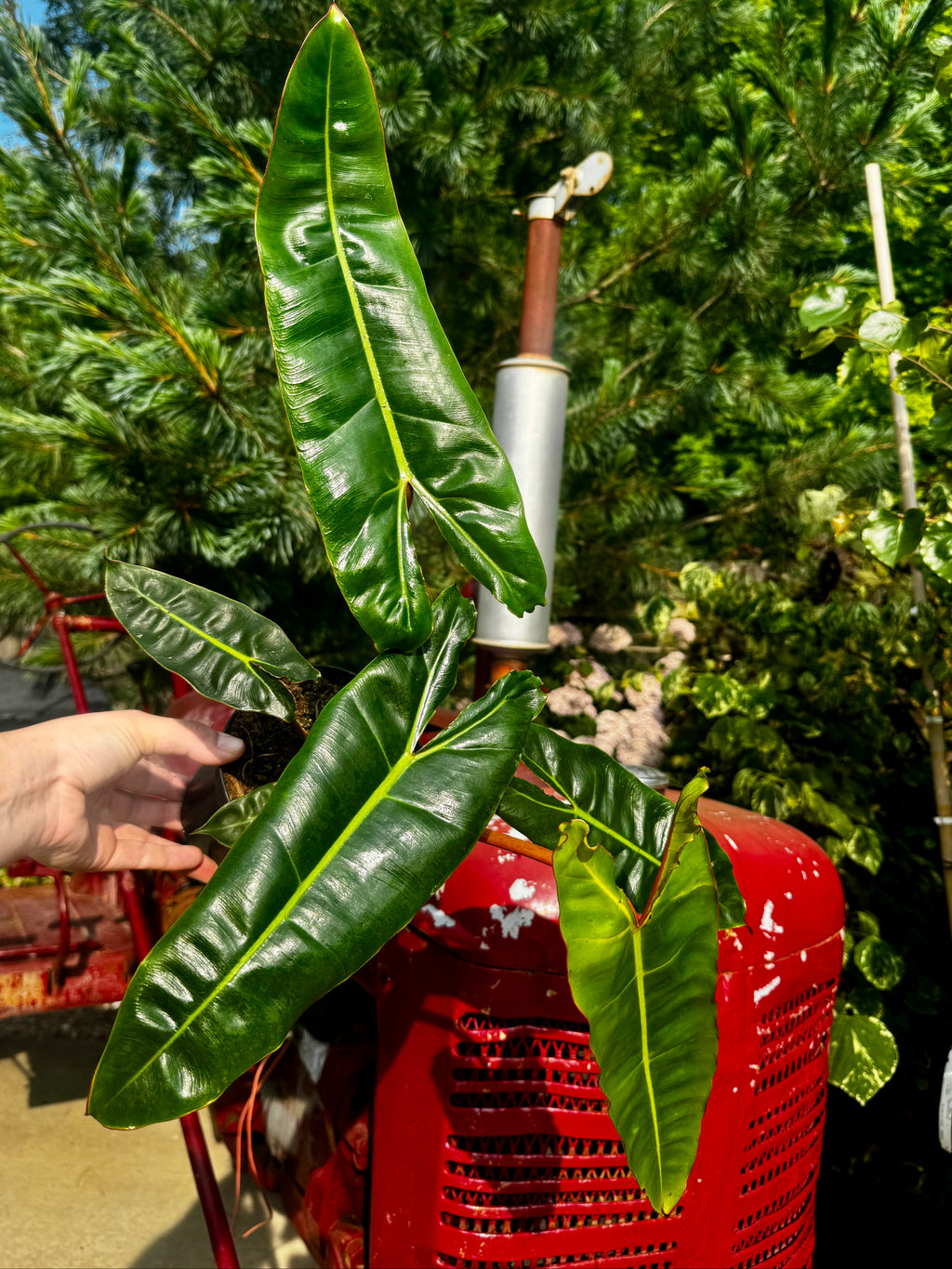6" Philodendron Billie | Philodendron Billietiae