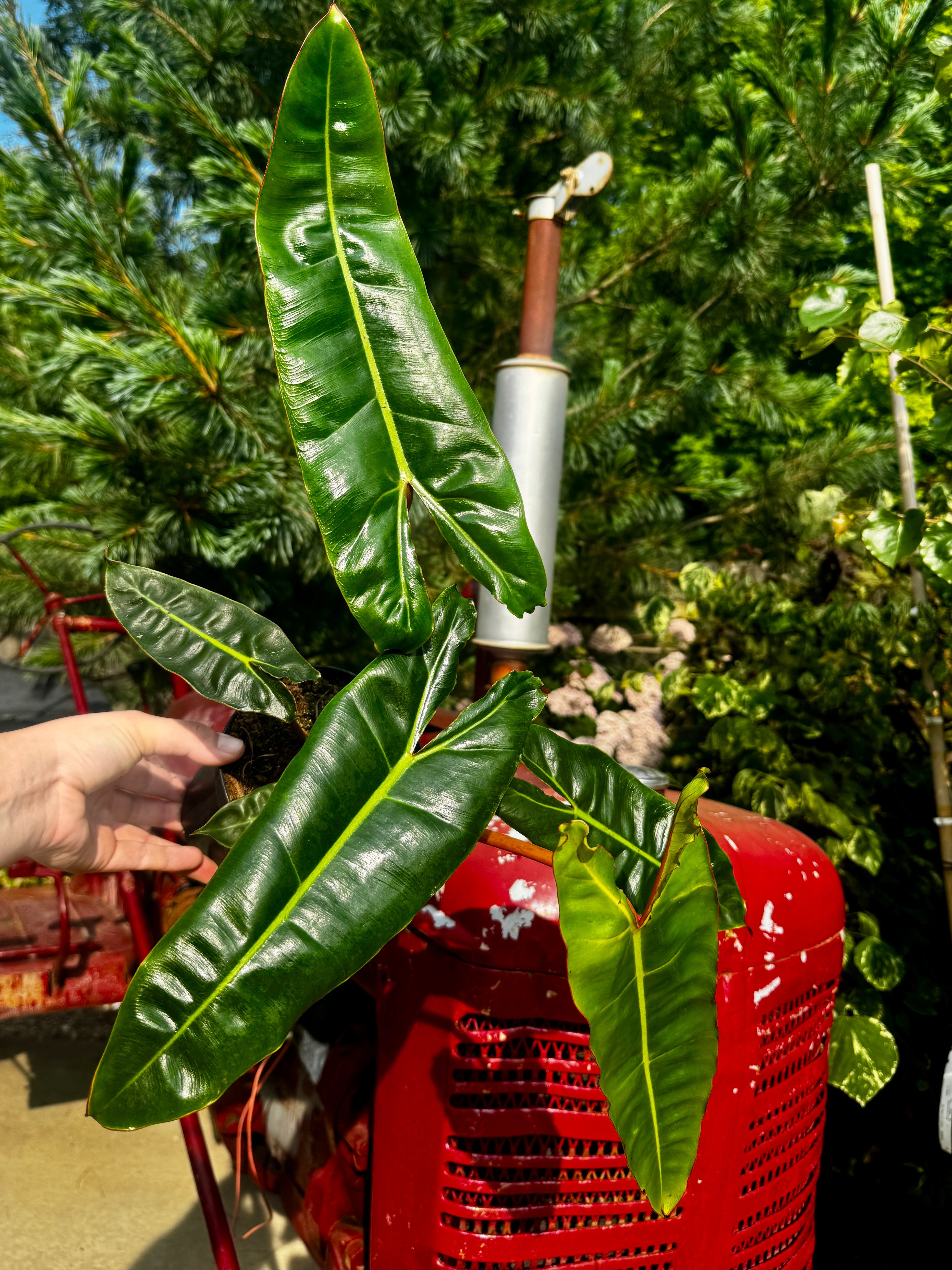 6" Philodendron Billie | Philodendron Billietiae