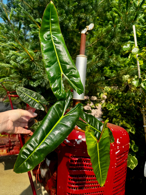 6" Philodendron Billie | Philodendron Billietiae