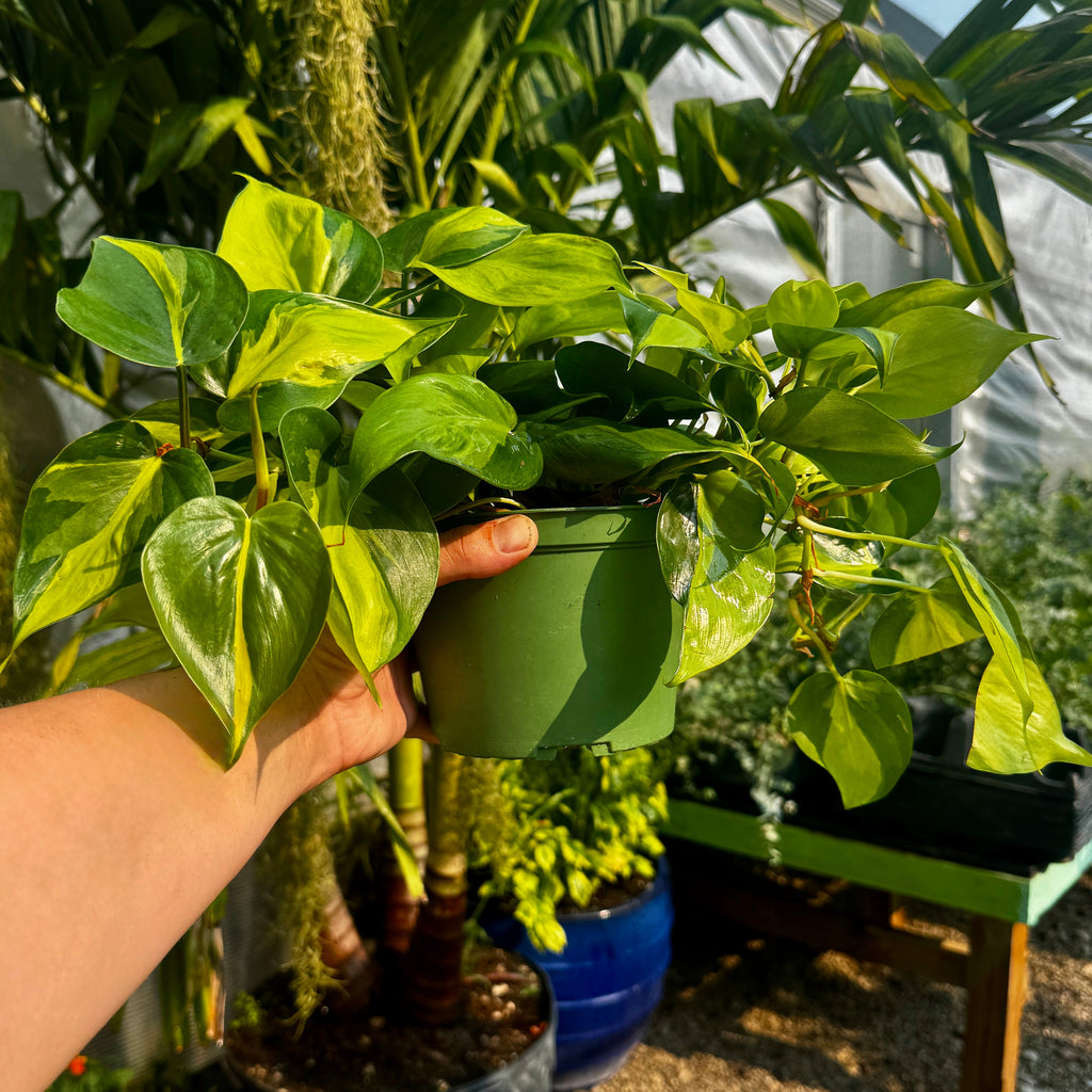 Heartleaf Philodendron | 6" Philodendron Hederaceum 'Brasil'